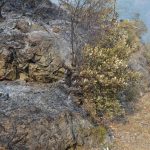 pozar peljesac ponikve 226
