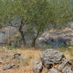 pozar peljesac ponikve 36