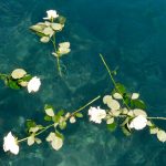 Mimohod za Srebrenicu na Stradunu