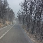 trstenik pozar 2