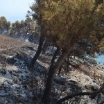 trstenik22