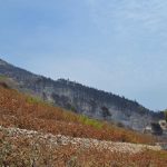 trstenik23