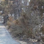 trstenik28