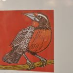 animalia 7