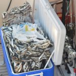 big game fishing203