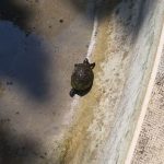 OSTAVLJENI KUĆNI LJUBIMAC U ribnjaku na Gracu pronađena invazivna vrsta kornjače 5 gradac ribnjak kornjace