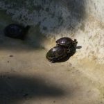 OSTAVLJENI KUĆNI LJUBIMAC U ribnjaku na Gracu pronađena invazivna vrsta kornjače 2 gradac ribnjak kornjace 3