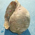 FOTO Poljaci zatečeni s dijelovima amfore i dva zaštićena puža bačvaša 3 puz zapljena