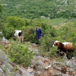 raguz gornja sela krave