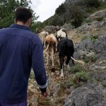 raguz gornja sela krave5