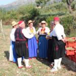 FOTO Ovako se nekad pravilo vino u Konavlima 1 trganje konavle agroturizam 090915 1