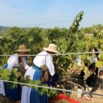 FOTO Ovako se nekad pravilo vino u Konavlima 2 trganje konavle agroturizam 090915 2