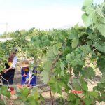 FOTO Ovako se nekad pravilo vino u Konavlima 3 trganje konavle agroturizam 090915 3