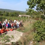 FOTO Ovako se nekad pravilo vino u Konavlima 4 trganje konavle agroturizam 090915 4