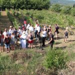 FOTO Ovako se nekad pravilo vino u Konavlima 5 trganje konavle agroturizam 090915 5