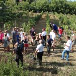 FOTO Ovako se nekad pravilo vino u Konavlima 6 trganje konavle agroturizam 090915 6