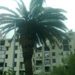 Palma Mokosica Palmina Pipa 1