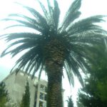 Palma Mokosica Palmina Pipa 2