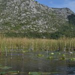 neretva safari 211