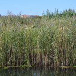neretva safari 7