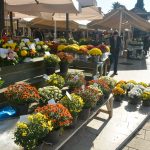 placa cvijece33