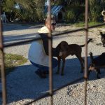 zarkovica prosvjed azil psi kucki 271015 12