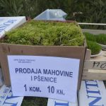 borovi jelke017