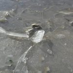 FOTO 'CRTICA' Gdje ima lokve, ima i leda! 2 led0 2