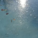 FOTO 'CRTICA' Gdje ima lokve, ima i leda! 3 led0 3