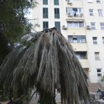 palma005