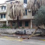 Palme pipa Lapad 1
