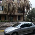 Palme pipa Lapad 3
