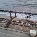 Trstenik Smece 1