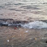 Trstenik Smece 7