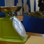 marihuana bacve droga zazablje 180216 1