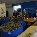 marihuana bacve droga zazablje 180216 10