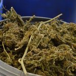 marihuana bacve droga zazablje 180216 16