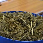 marihuana bacve droga zazablje 180216 17