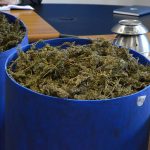 marihuana bacve droga zazablje 180216 18