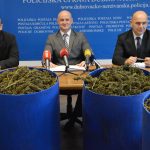marihuana bacve droga zazablje 180216 19
