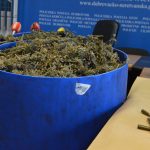 marihuana bacve droga zazablje 180216 23