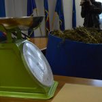 marihuana bacve droga zazablje 180216 24