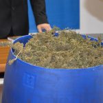 marihuana bacve droga zazablje 180216 3