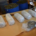 marihuana bacve droga zazablje 180216 6