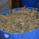 marihuana bacve droga zazablje 180216 7