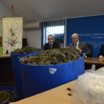 marihuana bacve droga zazablje 180216 8