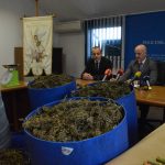 marihuana bacve droga zazablje 180216 9