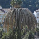 palma uvala 2