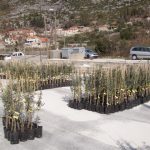 Tri tisuće sadnica maslina ukrasit će Pelješac! 1 podjela sadnica peljesac 1