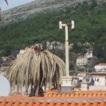 Palme Antuninska Ulicama 5